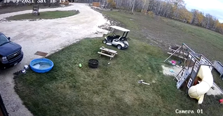 Titan the dog steals golf cart
