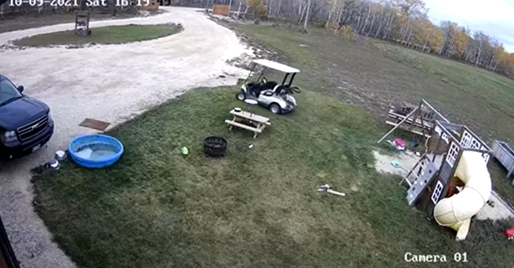 Titan the dog steals golf cart