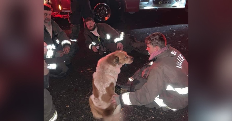 Stray Dog Saves Mom And Kids From Fire — And Finds His Missing Family ...