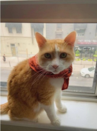 orange and white cat wearing a bandana around his neck while sitting on a window seal