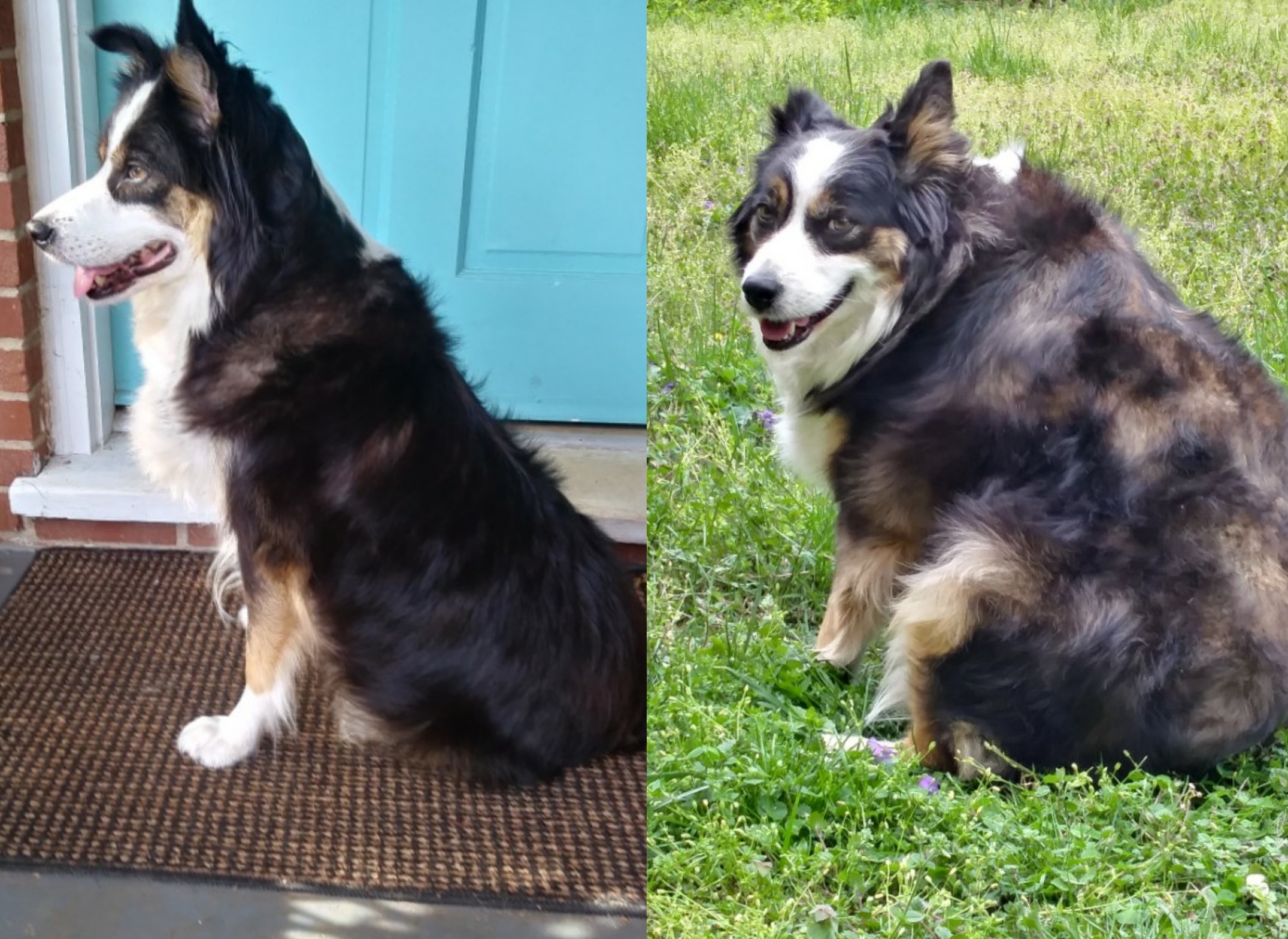 before and after of a dog named sookie who has lost 26 pounds