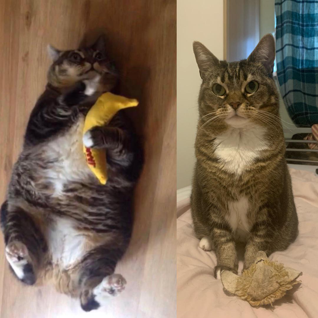 before and after of a cat who has lost weight over the course of three years