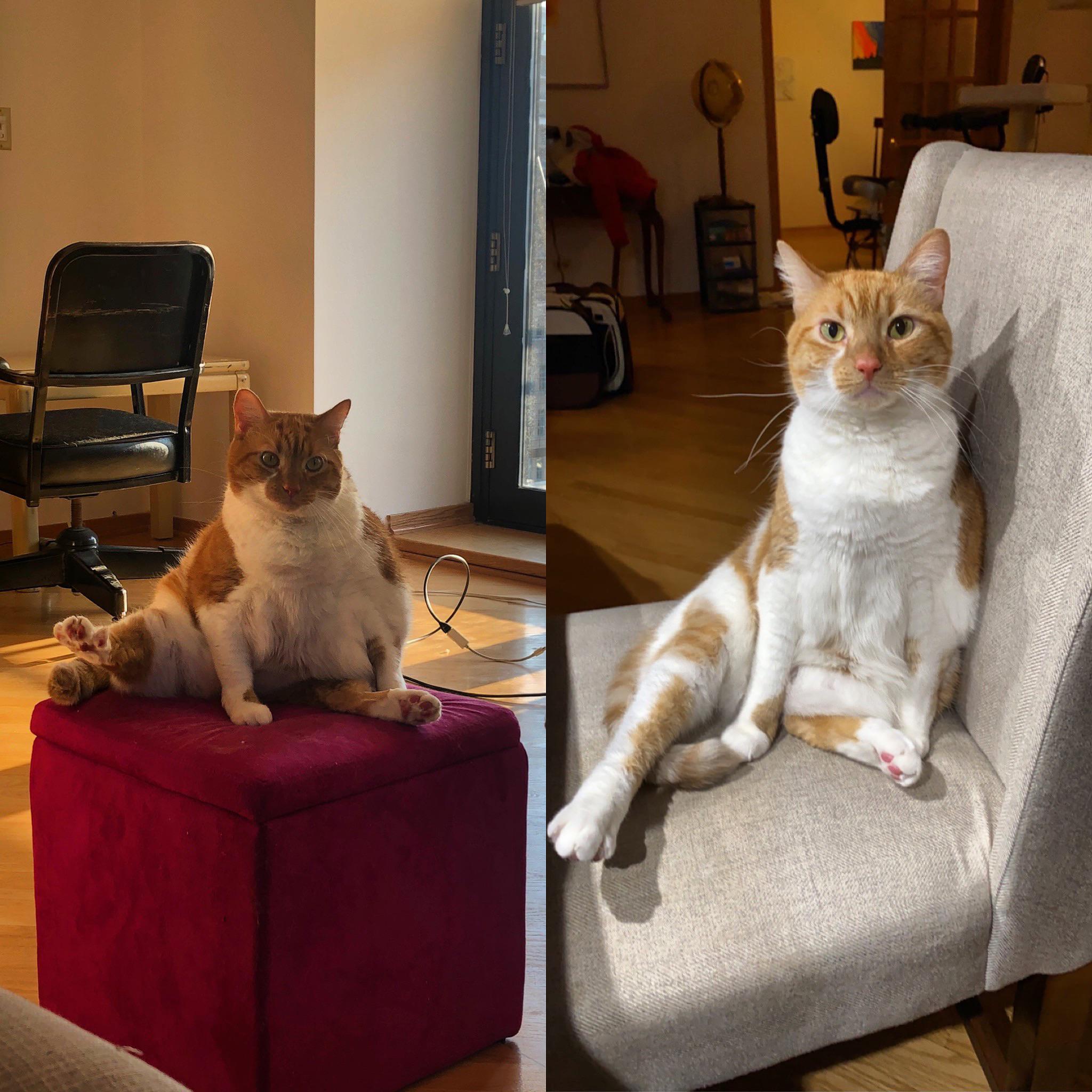 before and after of an orange and white cat who has lost weight but is sitting in the same weird position 