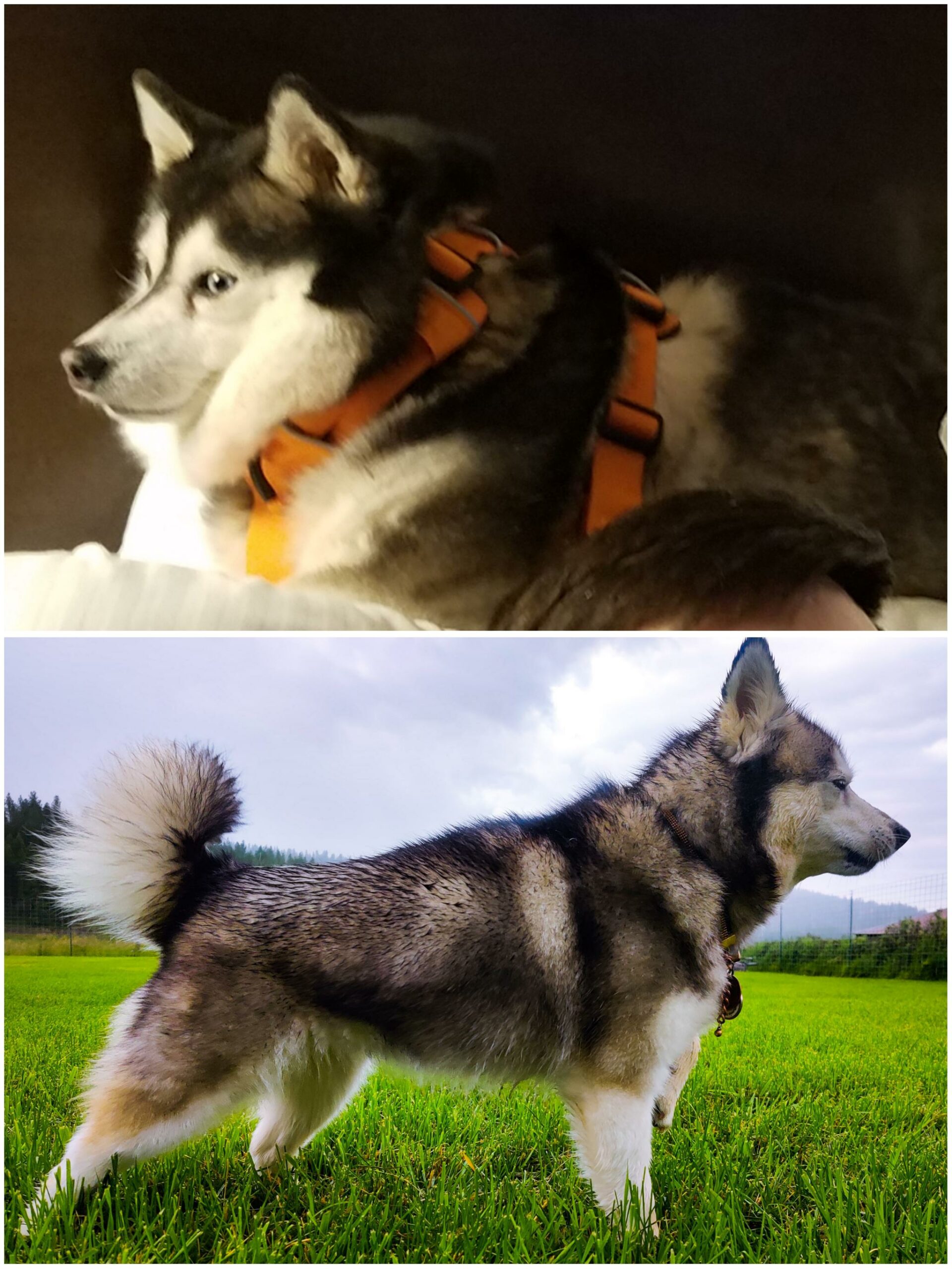 before and after of a husky who has lost weight