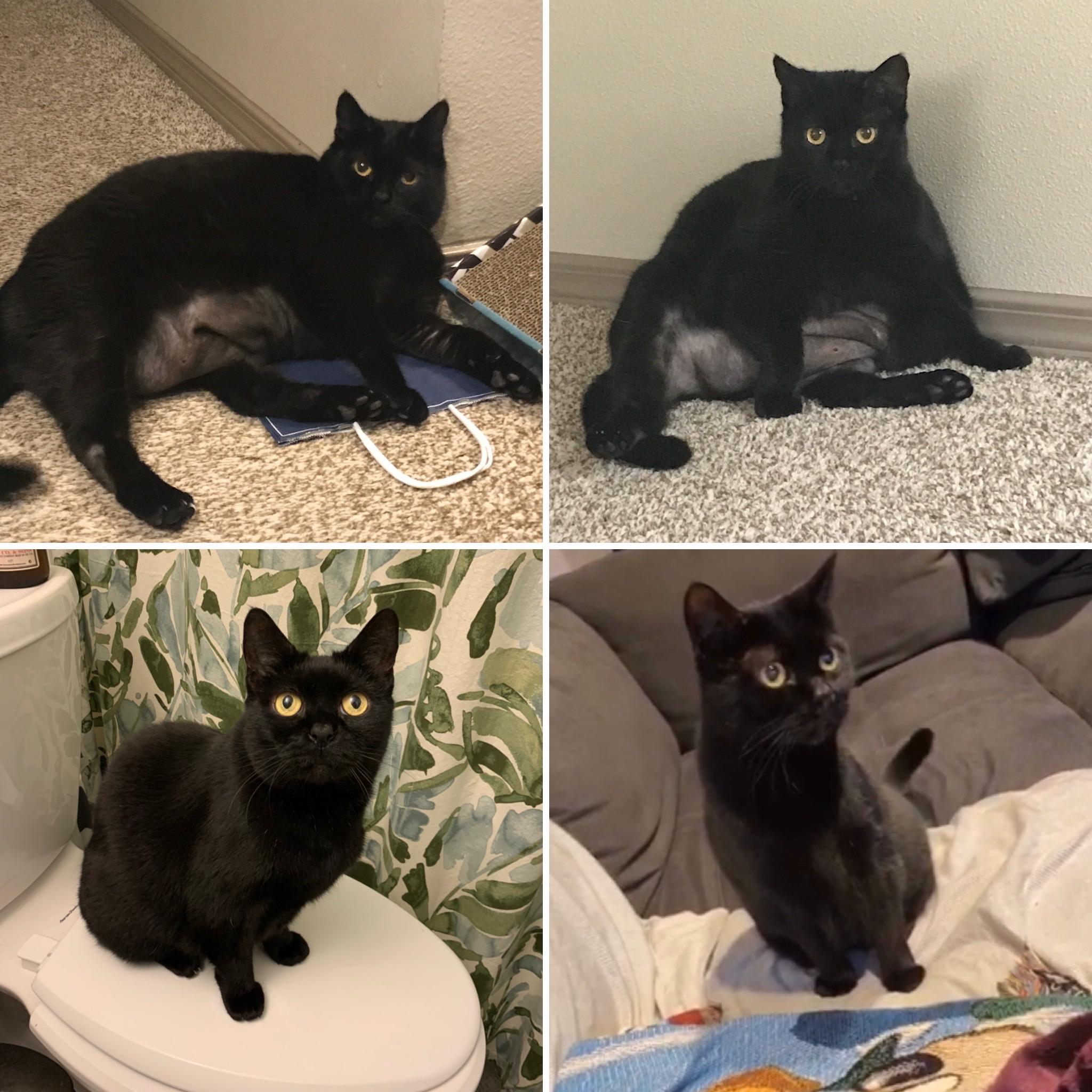 four before and after photos of a black cat after she lost weight