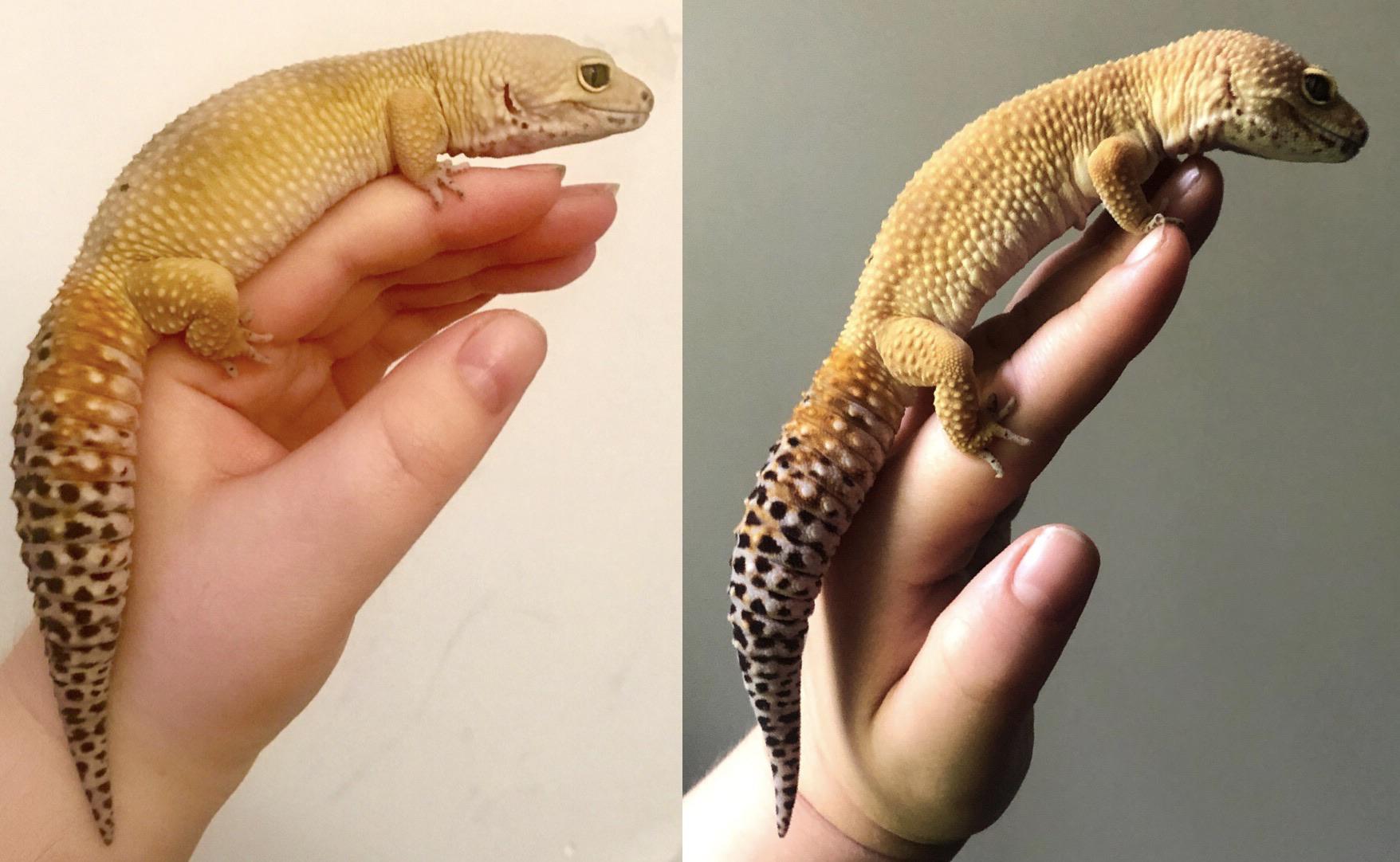 before and after of a lizard named alexander after he lost weight  