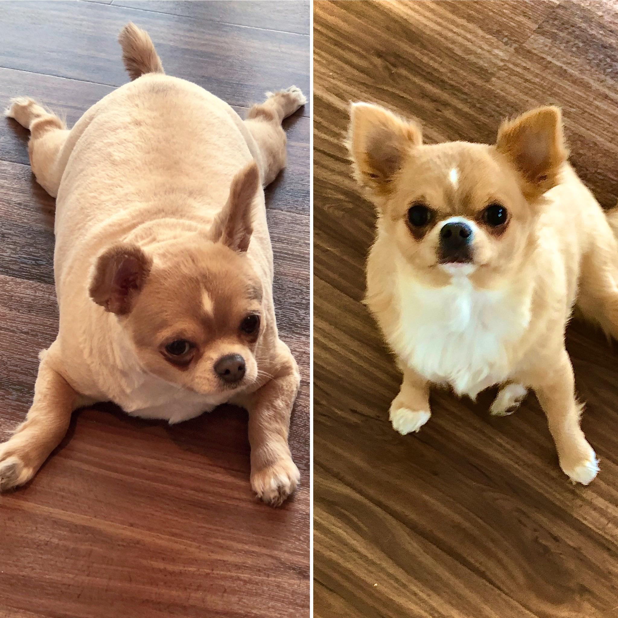 before and after of a small dog named belle who lost weight