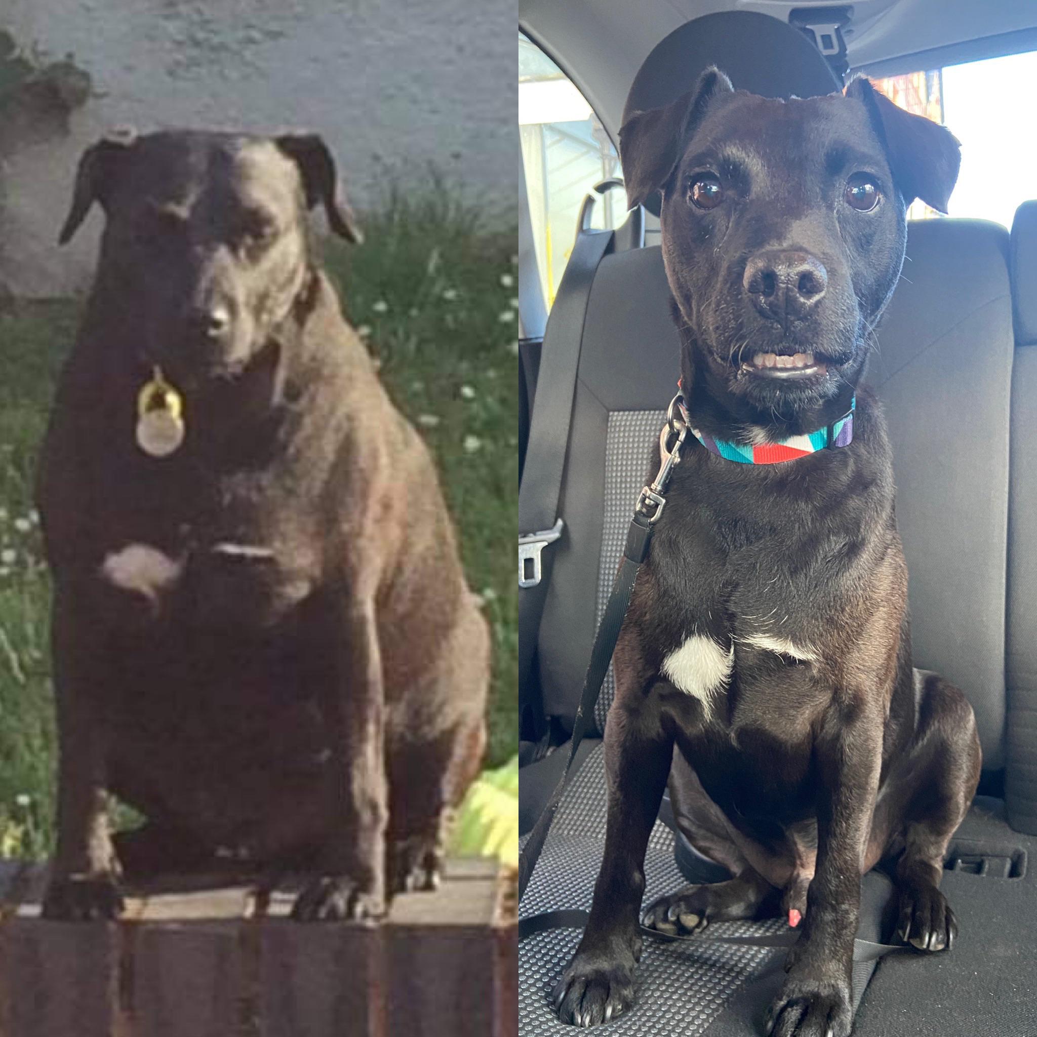 before and after of a black dog named buddy who has lost weight