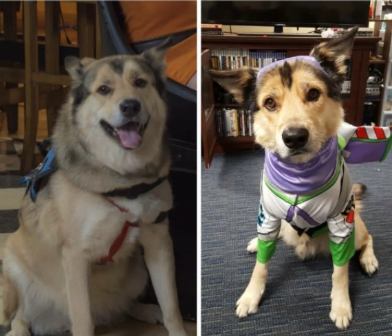 before and after of a service dog named avalanche who has lost weight