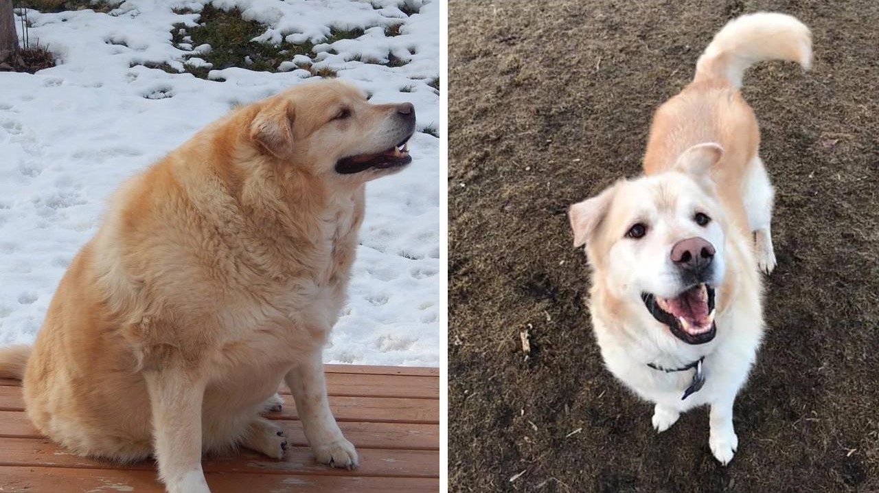 before and after of a dog named kai after he lost over 100 pounds