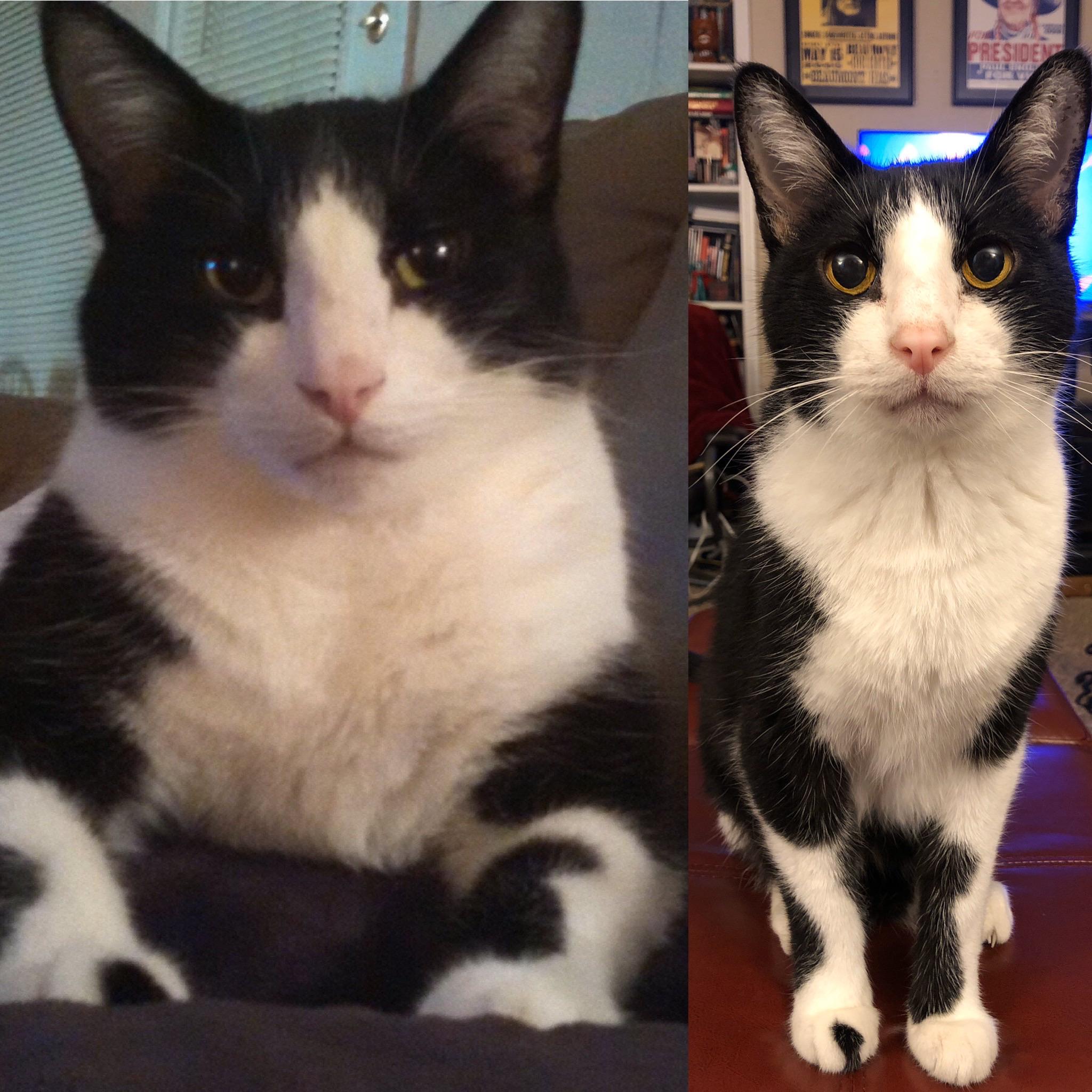 before and after of a black and white cat who has lost weight 