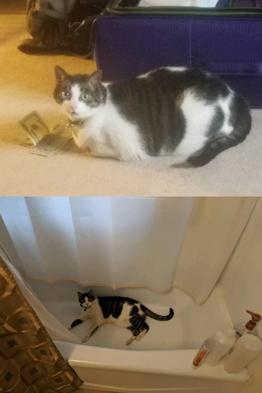 before and after of a cat who has lost weight