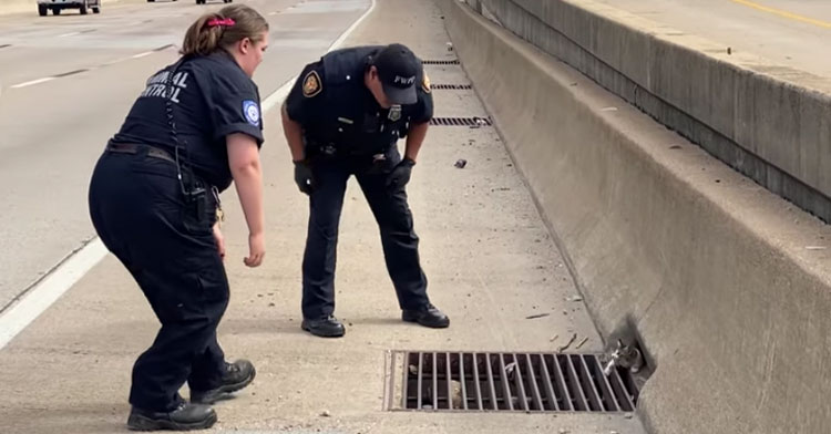 officers standing near gray cat in grate on highway