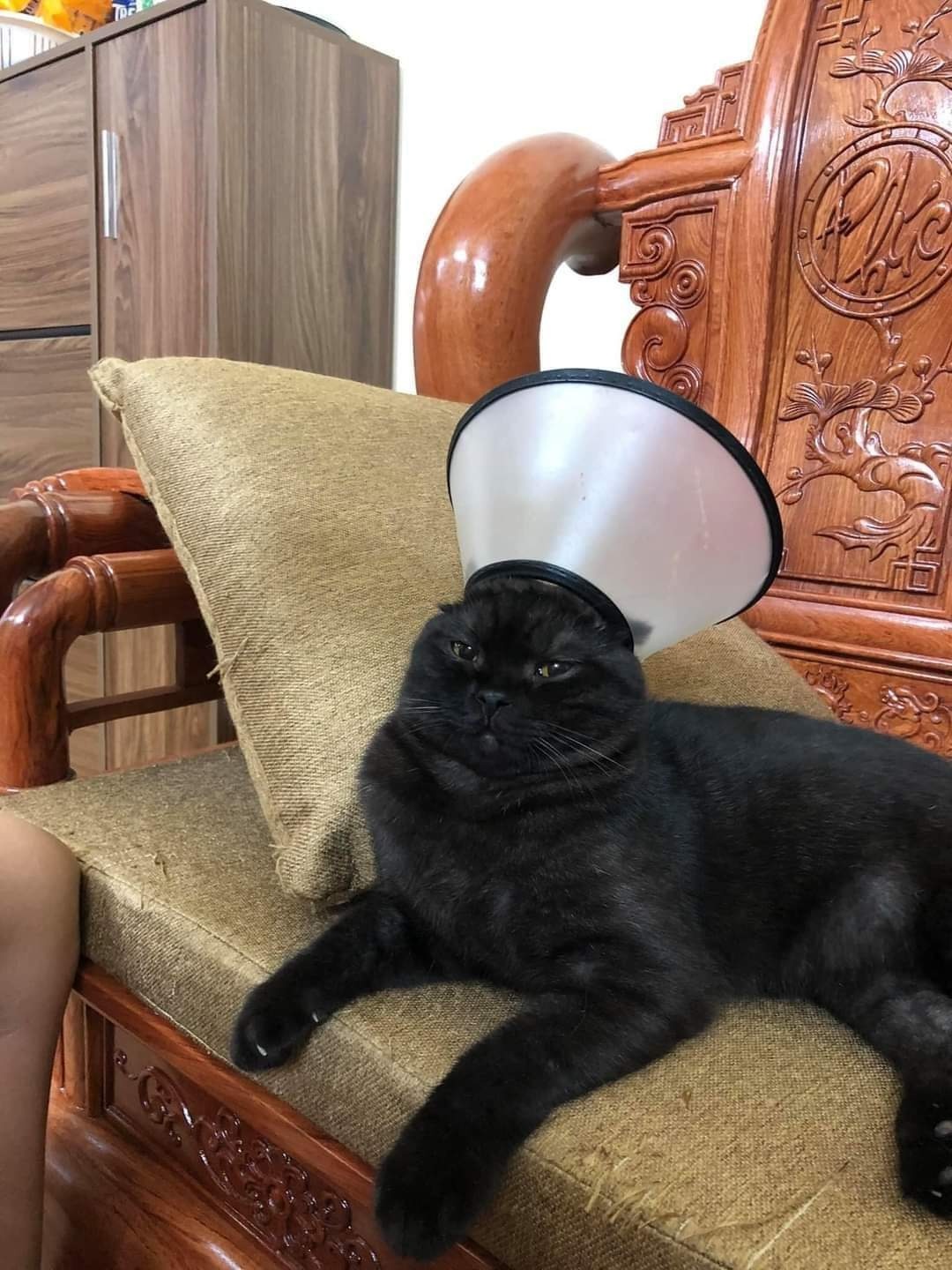 cat wearing backwards cone on his head