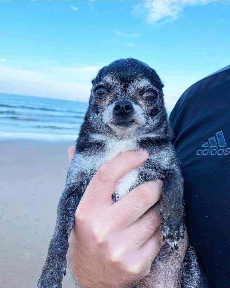 unimpressed dog on the beach