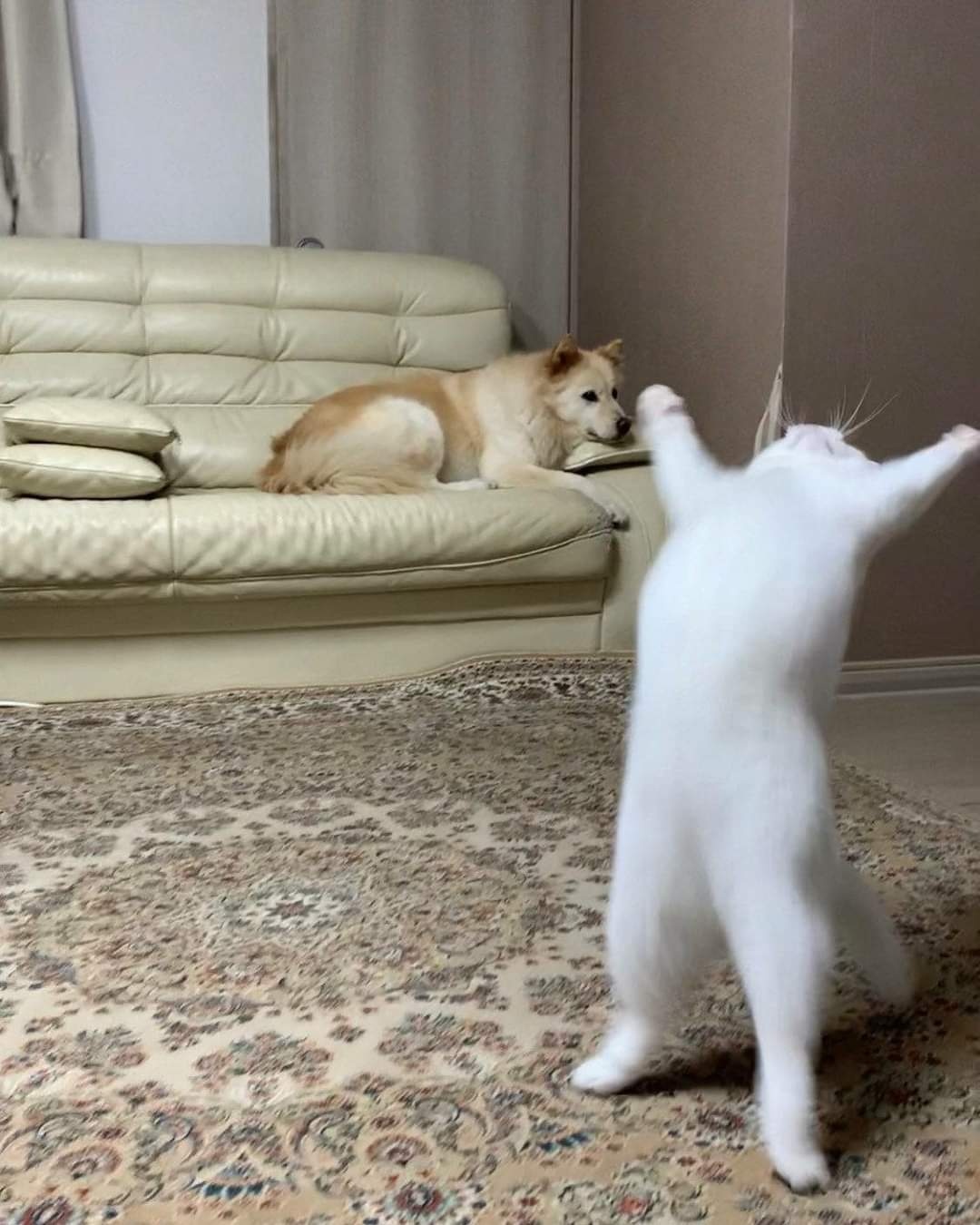 cat acting like gymnast with a dog in the background