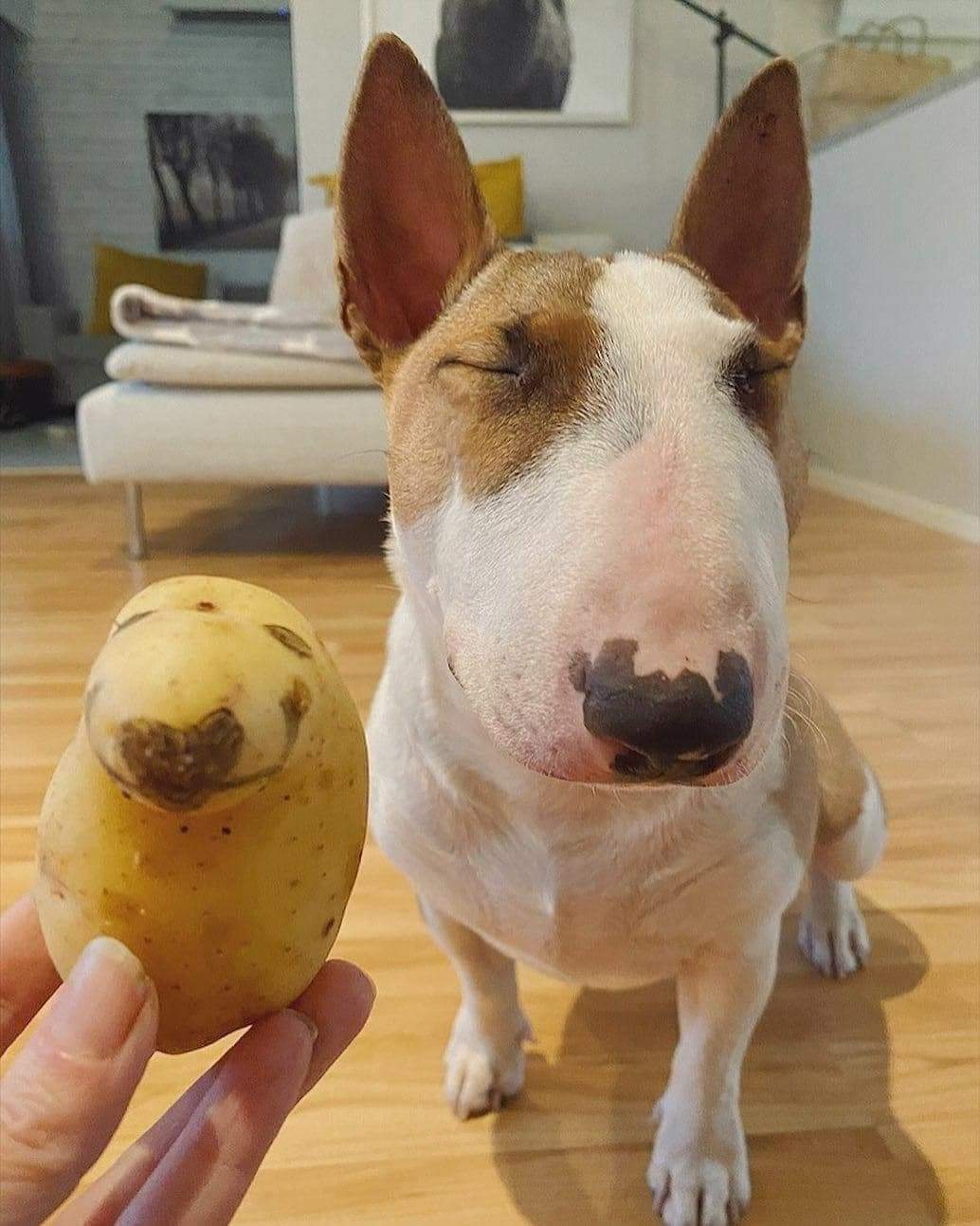 dog and lookalike potato