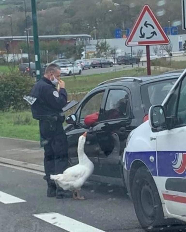 cop and goose pulling someone over