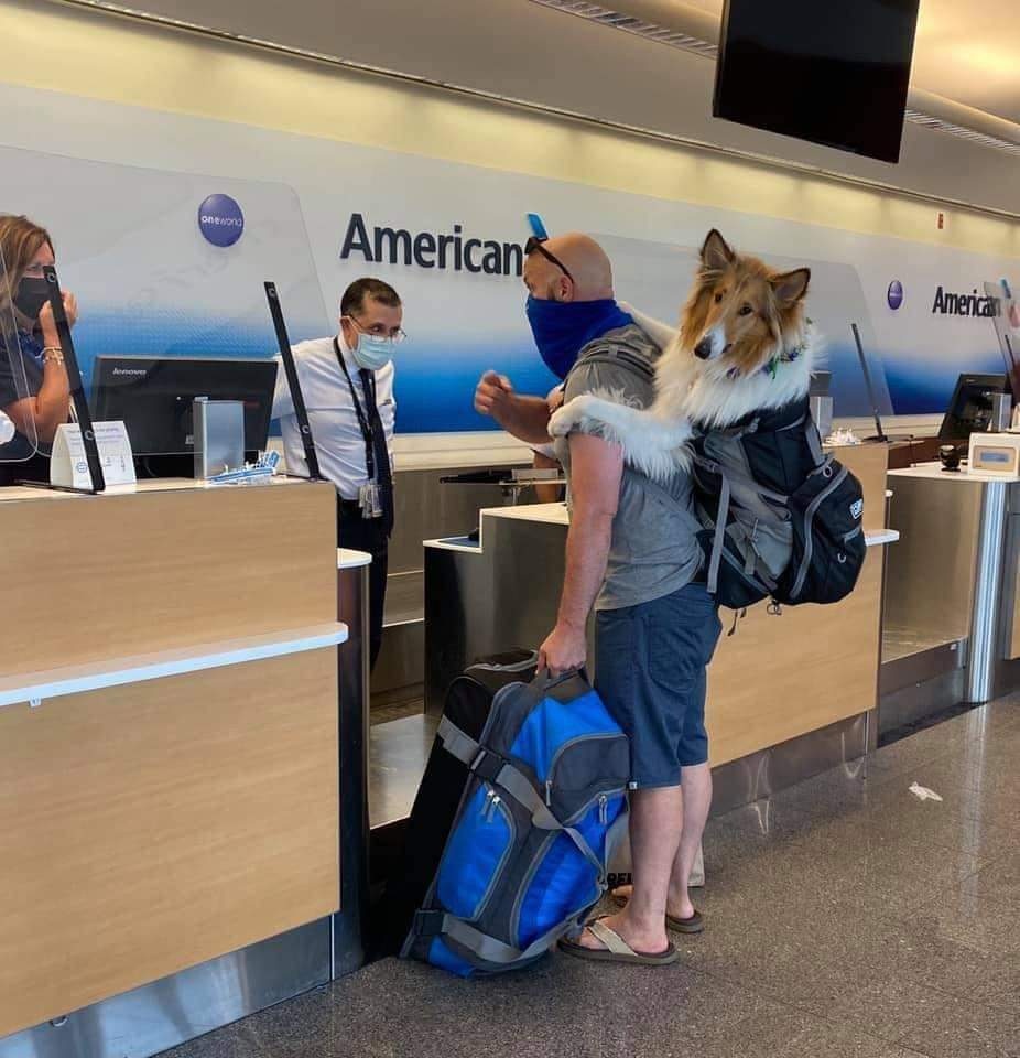 man with large collie dog in his backpack at the airport
