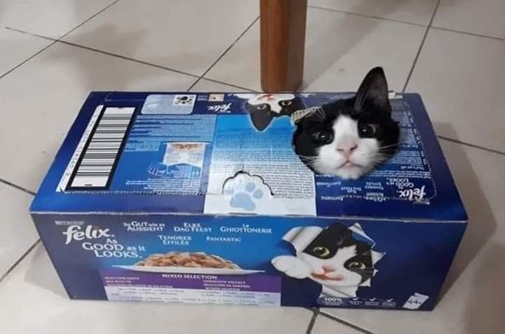 cat sticking its head out of a box that has a cat face printed on the side