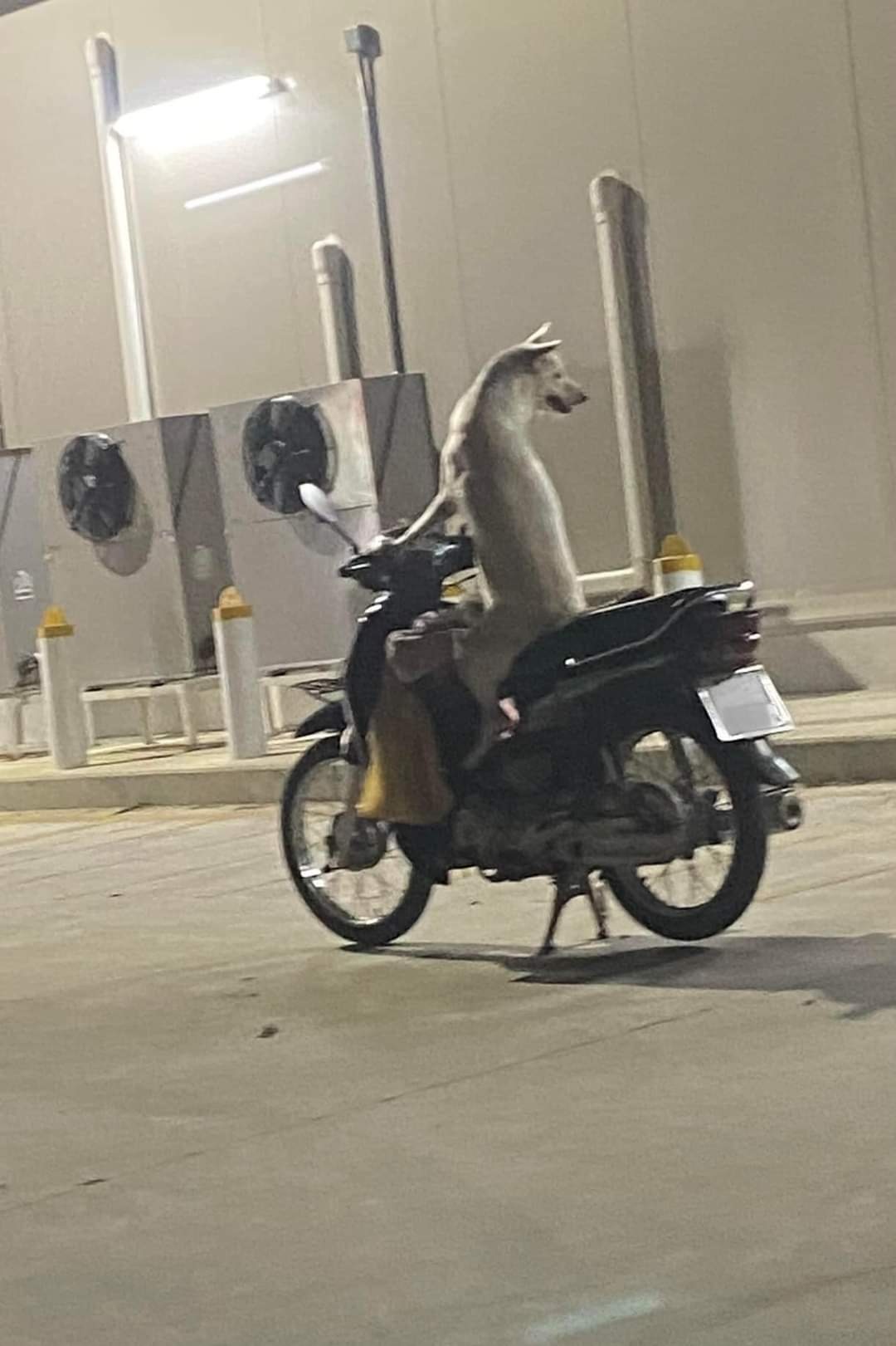 dog riding on motorcycle