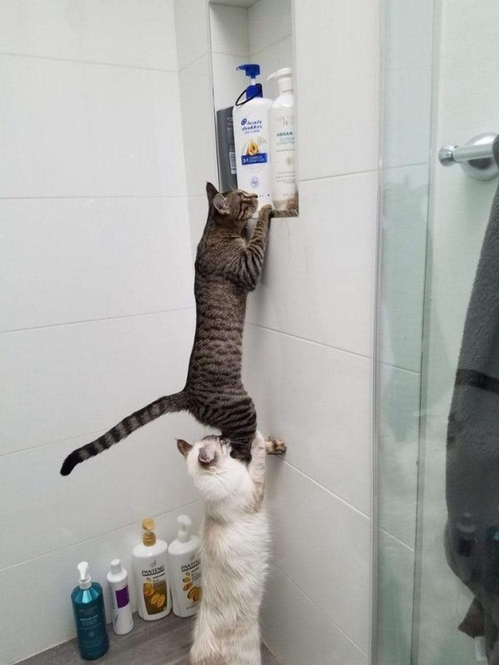 cat giving another cat a boost