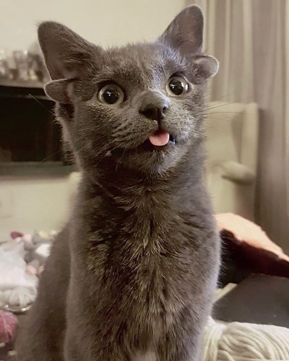 gray cat with four ears named midas sitting on a bed with her tongue sticking out