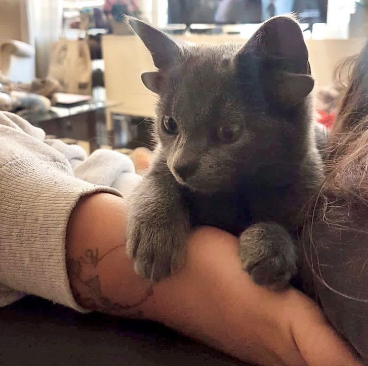 cat with four ears named midas resting her paws on someone's arm