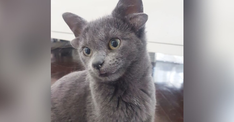 closeup of a gray cat with four ears named midas