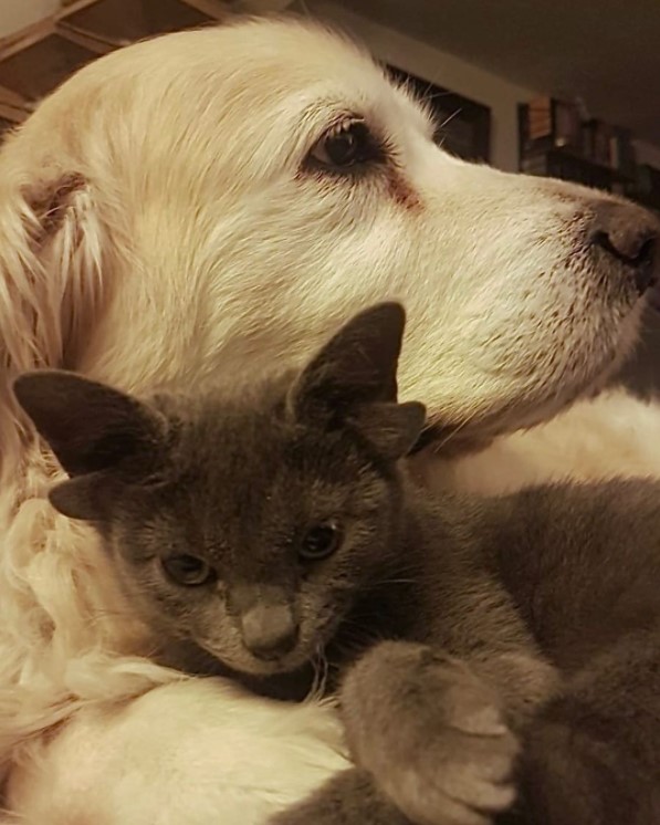 closeup of a golden retriever named suzy cuddling with a cat with four ears named midas
