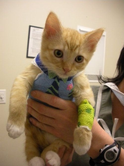 small orange and white cat wearing an arm cast and a body cast designed to look like a shirt and tie who is being held