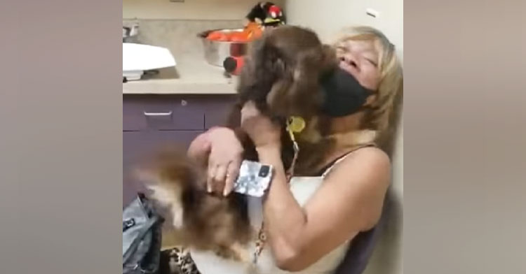 tiny brown dog jumping on mom while she sits in chair