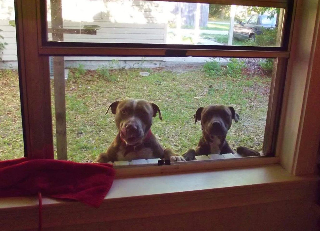 two dogs peeking in a window
