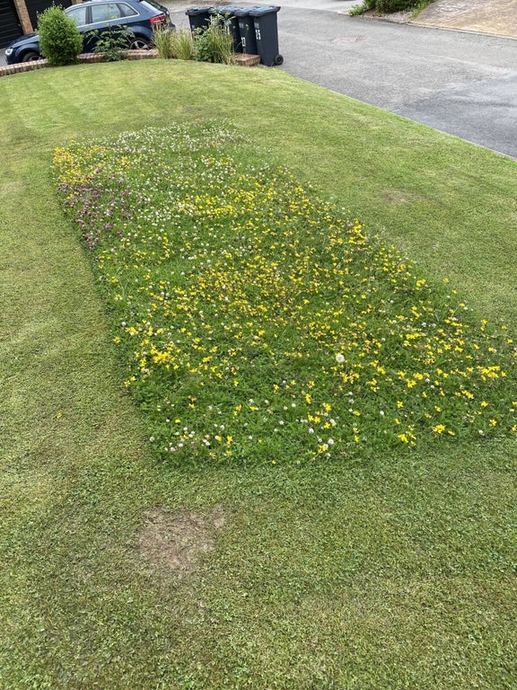 patch of wildflowers in mowed yard to feed the bees