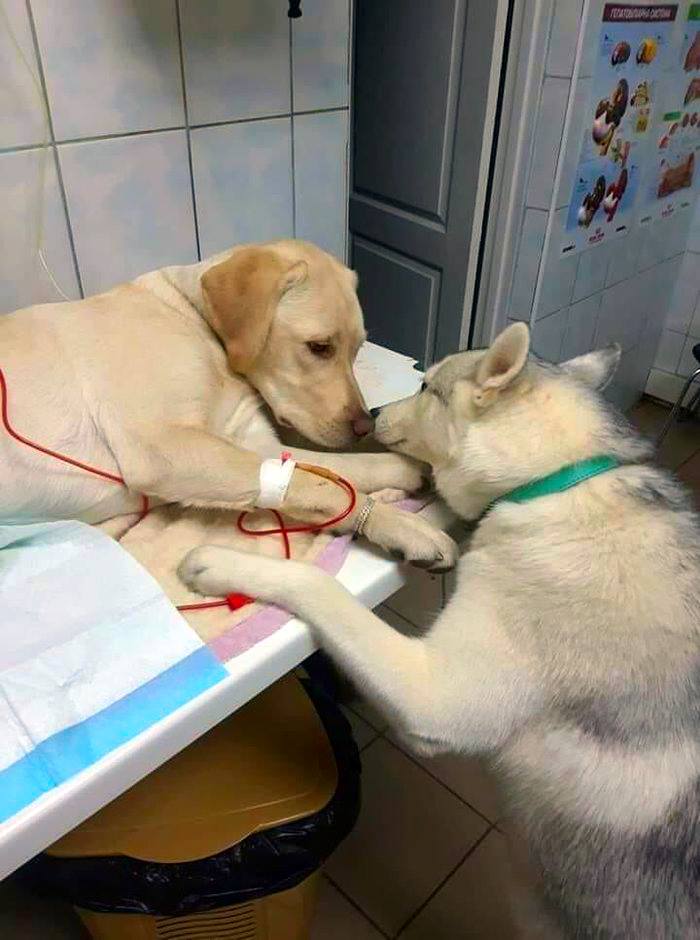 dog sniffing sick dog on vet's table