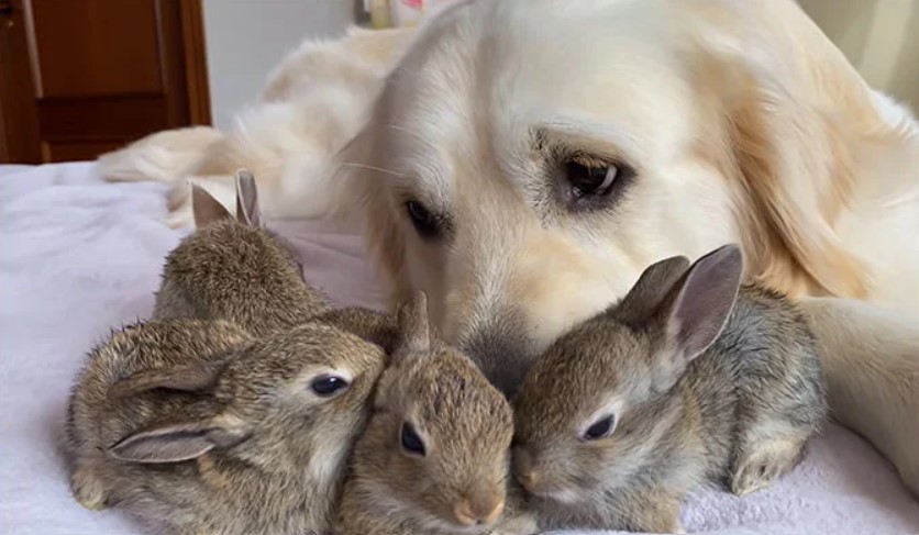 golden retriever laying on a bed and snuggling with four baby bunnies