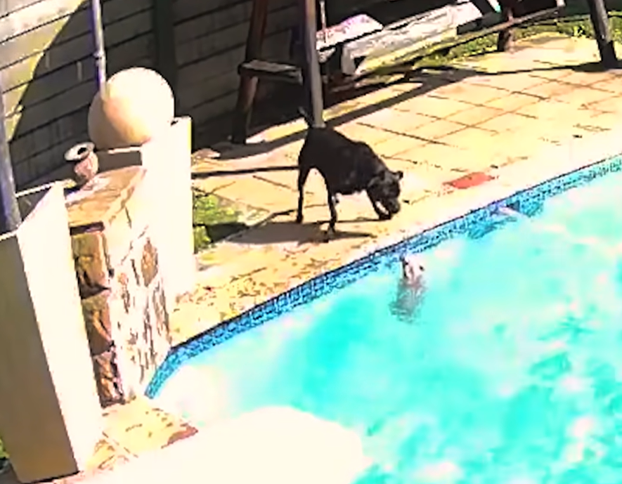 large black dog looking down at a small white dog who is swimming inside a large backyard pool