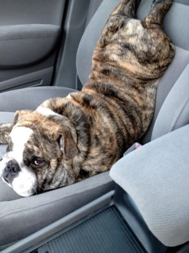 grumpy looking dog sitting in the car with their face on the seat and their body bent upward to where their feet are on the backrest  