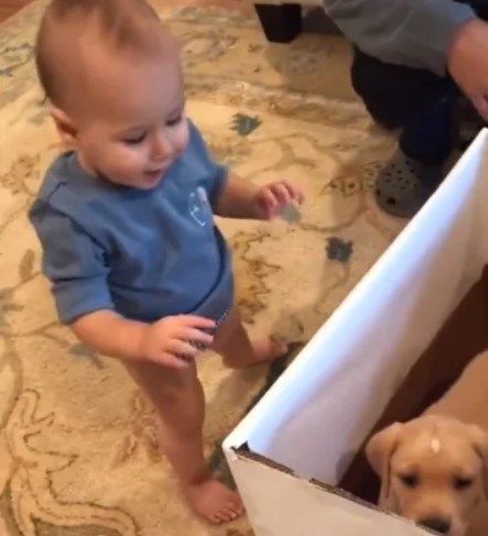 baby boy named frem excitedly approaching a box with a puppy inside of it 