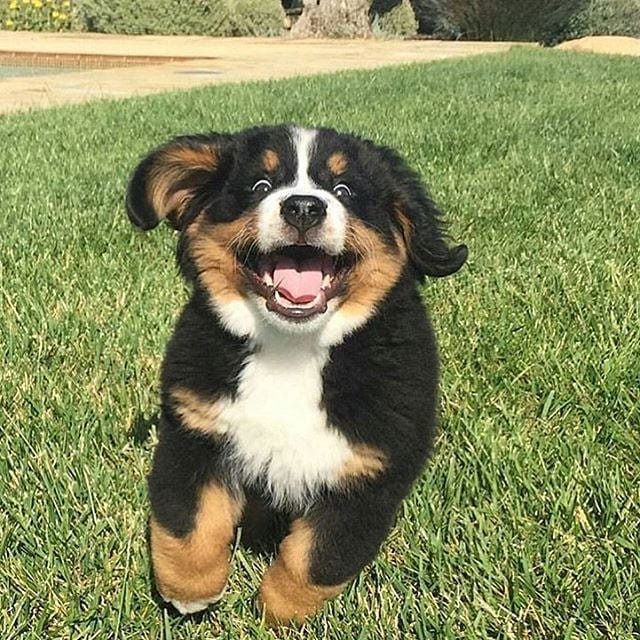 black, brown, and white puppy mid-air as it excitedly runs through the grass