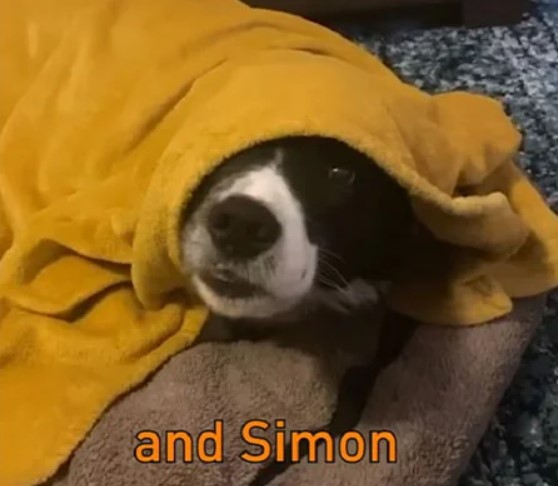 black and white dog named casper under a yellow cover except for half of his face