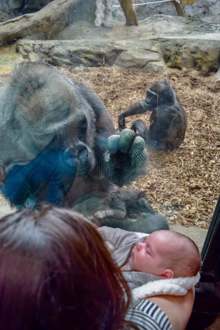 mama gorilla holding her hand up to the glass separating her from the human mom holding her baby on the other side 