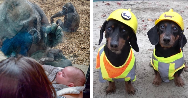 mama gorilla holding her hand up to the glass separating her from the human mom holding her baby on the other side and two dachshunds wearing safety vests and hard hats