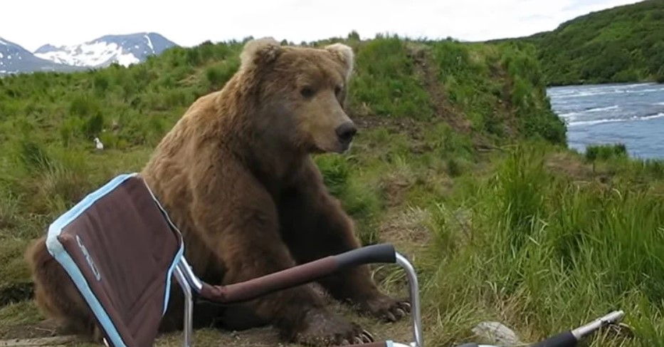 grizzly bear sat down next to a foldable chair outside next to a river