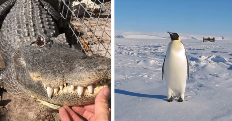 alligator with human hand on its chin next to penguin on snow