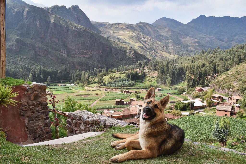 dog lounging in front of a view of mountains in Peru