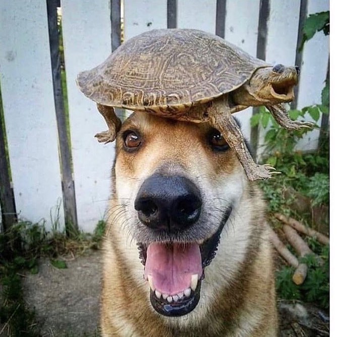 dog with turtle on his head