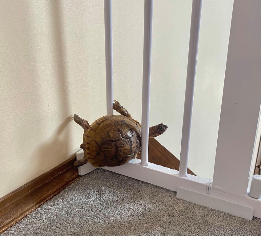 turtle trying to sneak past baby gate on stairs