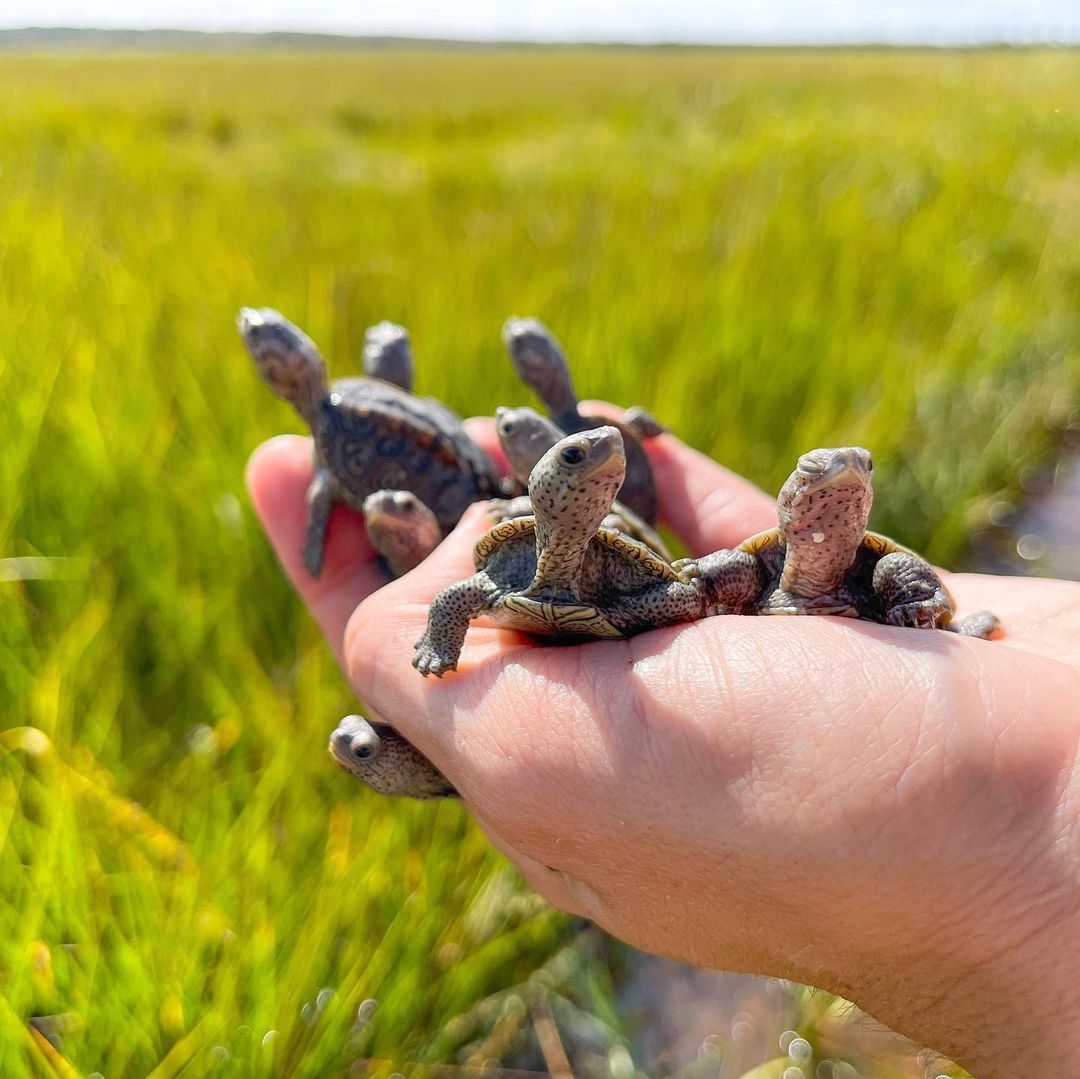 baby turtle hatchlings
