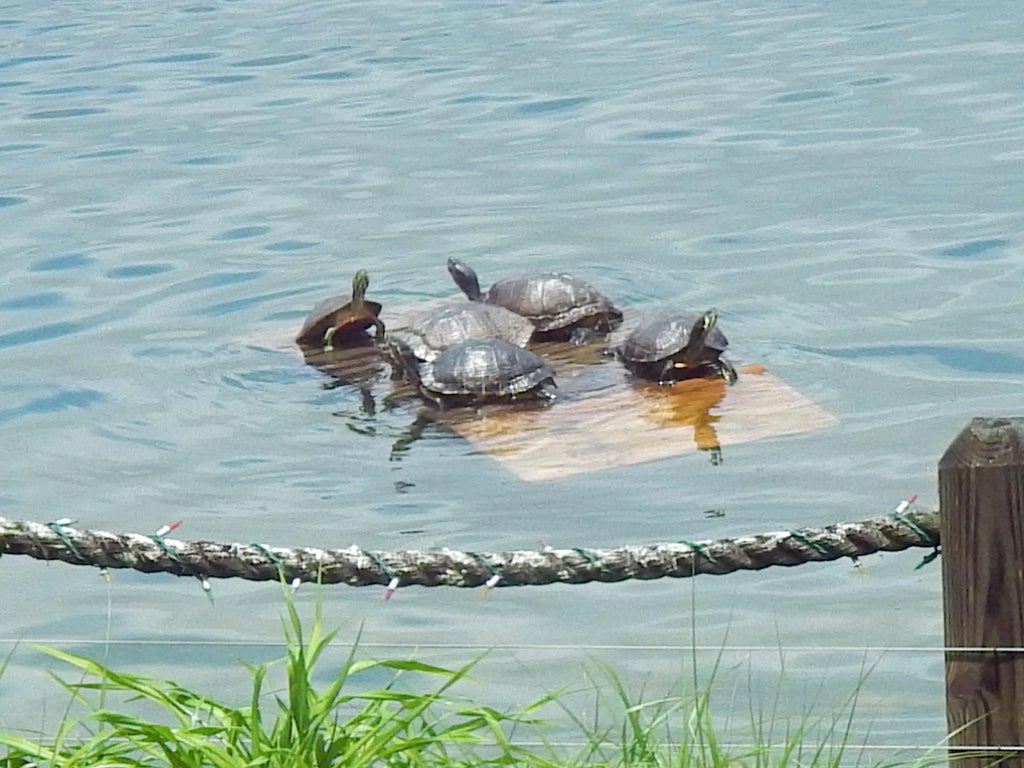 turtles on a raft